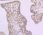 Drosha Antibody in Immunohistochemistry (Paraffin) (IHC (P))