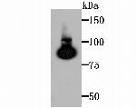 TGM2 Antibody in Western Blot (WB)