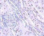 HDAC9 Antibody in Immunohistochemistry (Paraffin) (IHC (P))