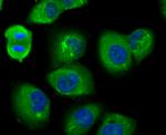 USP14 Antibody in Immunocytochemistry (ICC/IF)