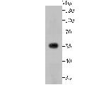 USP14 Antibody in Western Blot (WB)