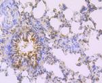 MAD2L2 Antibody in Immunohistochemistry (Paraffin) (IHC (P))