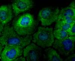 p23 Antibody in Immunocytochemistry (ICC/IF)