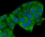 p23 Antibody in Immunocytochemistry (ICC/IF)