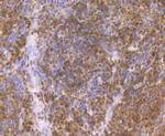 p23 Antibody in Immunohistochemistry (Paraffin) (IHC (P))