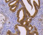 p23 Antibody in Immunohistochemistry (Paraffin) (IHC (P))