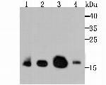 GPX4 Antibody in Western Blot (WB)