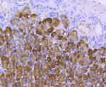 Carbonic anhydrase II Antibody in Immunohistochemistry (Paraffin) (IHC (P))