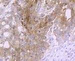 Carbonic anhydrase II Antibody in Immunohistochemistry (Paraffin) (IHC (P))