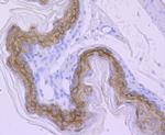 Carbonic anhydrase II Antibody in Immunohistochemistry (Paraffin) (IHC (P))