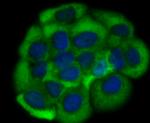 Growth Hormone Receptor Antibody in Immunocytochemistry (ICC/IF)