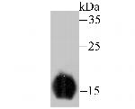 FABP3 Antibody in Western Blot (WB)