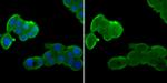 Nuclear Matrix Protein p84 Antibody in Immunocytochemistry (ICC/IF)