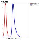 SQSTM1 Antibody in Flow Cytometry (Flow)