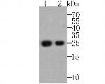 ORM1 Antibody in Western Blot (WB)