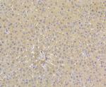 ORM1 Antibody in Immunohistochemistry (Paraffin) (IHC (P))