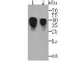 ORM1 Antibody in Western Blot (WB)