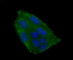 IGF2BP3 Antibody in Immunocytochemistry (ICC/IF)