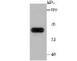 IGF2BP3 Antibody in Western Blot (WB)