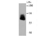 IGF2BP3 Antibody in Western Blot (WB)