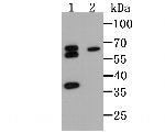 TIM-3 Antibody in Western Blot (WB)