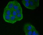 TIM-3 Antibody in Immunocytochemistry (ICC/IF)