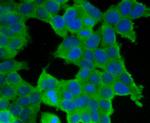 TIM-3 Antibody in Immunocytochemistry (ICC/IF)