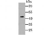 TIM-3 Antibody in Western Blot (WB)