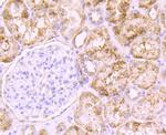 PCSK9 Antibody in Immunohistochemistry (Paraffin) (IHC (P))