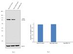 B-Raf Antibody in Western Blot (WB)