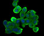 B-Raf Antibody in Immunocytochemistry (ICC/IF)