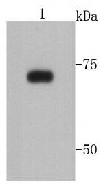 PRMT5 Antibody in Western Blot (WB)