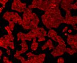 GPX1 Antibody in Immunocytochemistry (ICC/IF)