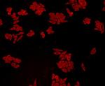 GPX1 Antibody in Immunocytochemistry (ICC/IF)