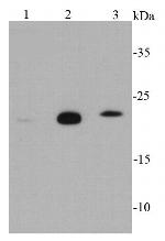 GPX1 Antibody in Western Blot (WB)