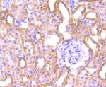 PGF Antibody in Immunohistochemistry (Paraffin) (IHC (P))