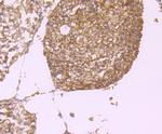 PGF Antibody in Immunohistochemistry (Paraffin) (IHC (P))