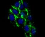 Complement C4 Antibody in Immunocytochemistry (ICC/IF)