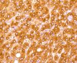 Complement C4 Antibody in Immunohistochemistry (Paraffin) (IHC (P))