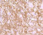 MOG Antibody in Immunohistochemistry (Paraffin) (IHC (P))