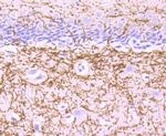 MOG Antibody in Immunohistochemistry (Paraffin) (IHC (P))