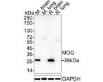 MOG Antibody in Immunohistochemistry (Frozen) (IHC (F))