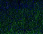 MOG Antibody in Immunohistochemistry (Frozen) (IHC (F))