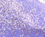 IkB epsilon Antibody in Immunohistochemistry (Paraffin) (IHC (P))