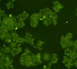 14-3-3 beta Antibody in Immunocytochemistry (ICC/IF)