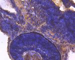 14-3-3 beta Antibody in Immunohistochemistry (Paraffin) (IHC (P))