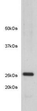 14-3-3 beta Antibody in Western Blot (WB)