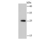 14-3-3 beta Antibody in Western Blot (WB)