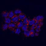 KIDINS220 Antibody in Immunocytochemistry (ICC/IF)