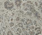 C19orf35 Antibody in Immunohistochemistry (Paraffin) (IHC (P))